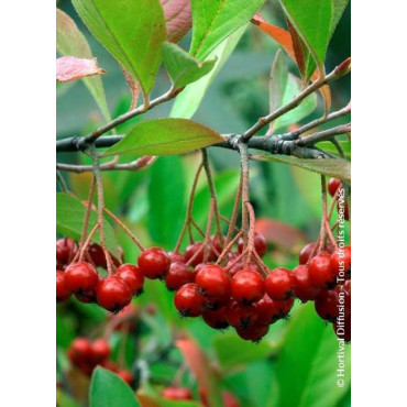 ARONIA arbutifolia BRILLIANT (Aronie à feuilles d'arbousier Brilliant)