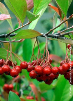 aronie-a-feuilles-darbousier-brilliant-aronia-arbutifolia-brilliant-1.jpg