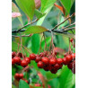 ARONIA arbutifolia BRILLIANT (Aronie à feuilles d'arbousier Brilliant)