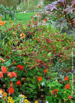 ARONIA arbutifolia BRILLIANT