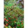 ARONIA arbutifolia BRILLIANT