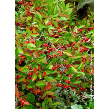 ARONIA arbutifolia BRILLIANT (Aronie à feuilles d'arbousier Brilliant)