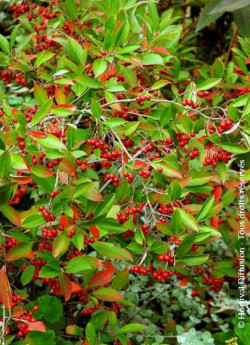 aronie-a-feuilles-darbousier-brilliant-aronia-arbutifolia-brilliant-3.jpg