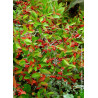 ARONIA arbutifolia BRILLIANT (Aronie à feuilles d'arbousier Brilliant)