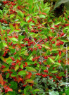 aronie-a-feuilles-darbousier-brilliant-aronia-arbutifolia-brilliant-3.jpg