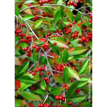 ARONIA arbutifolia BRILLIANT (Aronie à feuilles d'arbousier Brilliant)