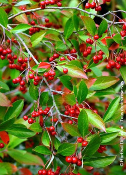 ARONIA arbutifolia BRILLIANT