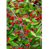ARONIA arbutifolia BRILLIANT