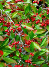 aronie-a-feuilles-darbousier-brilliant-aronia-arbutifolia-brilliant-4.jpg