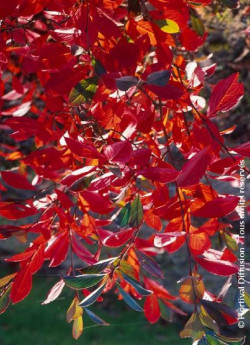 aronie-a-feuilles-darbousier-brilliant-aronia-arbutifolia-brilliant-5.jpg