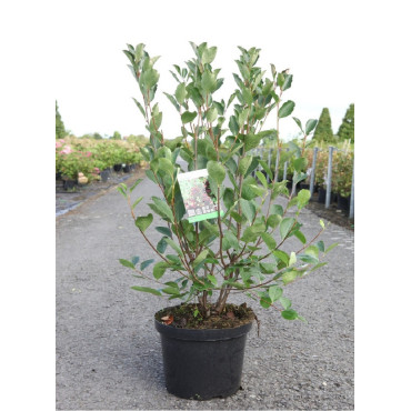 ARONIA arbutifolia BRILLIANT (Aronie à feuilles d'arbousier Brilliant) Pot de 10-12 litres