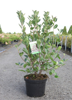 aronie-a-feuilles-darbousier-brilliant-aronia-arbutifolia-brilliant-7.jpg