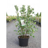 ARONIA arbutifolia BRILLIANT (Aronie à feuilles d'arbousier Brilliant) Pot de 10-12 litres