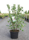 aronie-a-feuilles-darbousier-brilliant-aronia-arbutifolia-brilliant-7.jpg