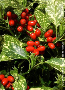 aucuba-du-japon-crotonifolia-aucuba-japonica-crotonifolia-2.jpg