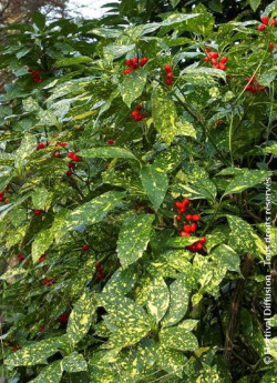 aucuba-du-japon-crotonifolia-aucuba-japonica-crotonifolia-1.jpg
