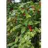 AUCUBA japonica CROTONIFOLIA