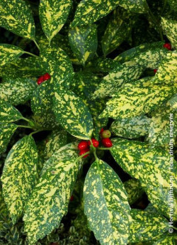 aucuba-du-japon-crotonifolia-aucuba-japonica-crotonifolia.jpg