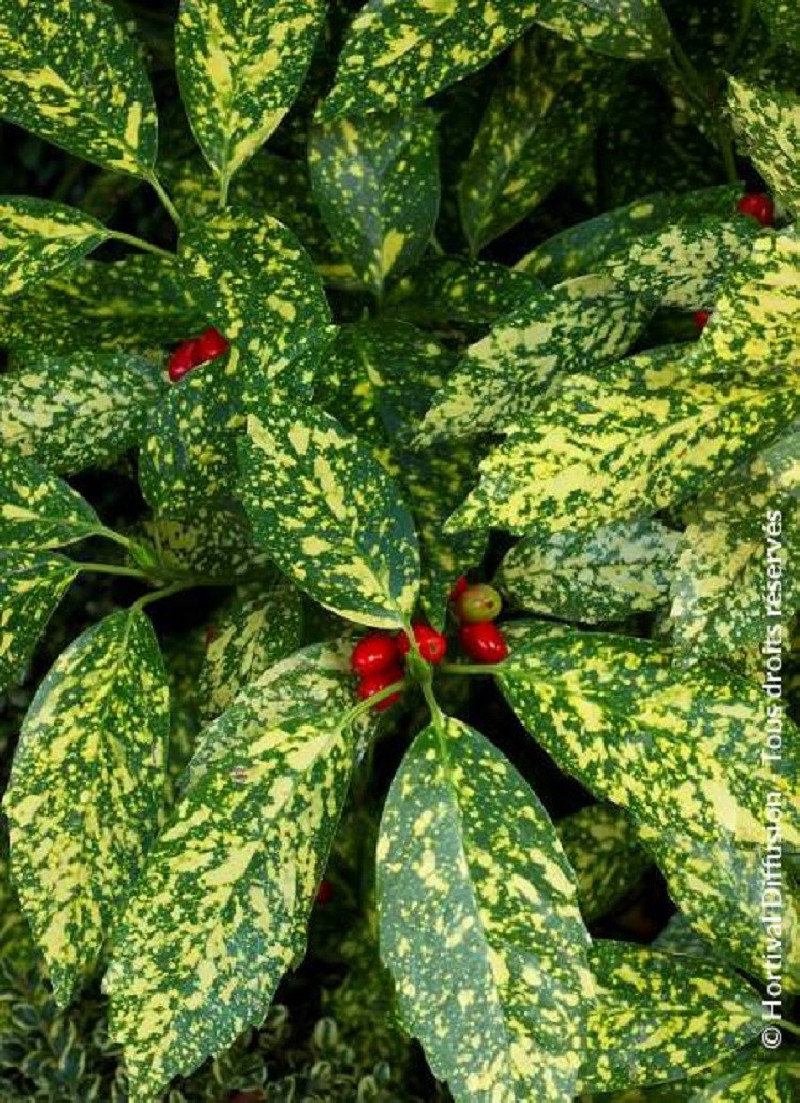 aucuba-du-japon-crotonifolia-aucuba-japonica-crotonifolia.jpg