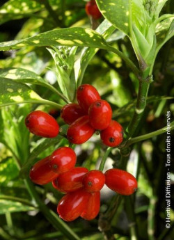 aucuba-du-japon-crotonifolia-aucuba-japonica-crotonifolia-3.jpg