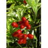 AUCUBA japonica CROTONIFOLIA