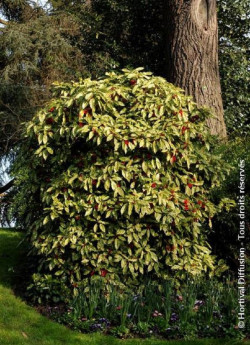 aucuba-du-japon-crotonifolia-aucuba-japonica-crotonifolia-4.jpg