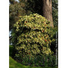 AUCUBA japonica CROTONIFOLIA