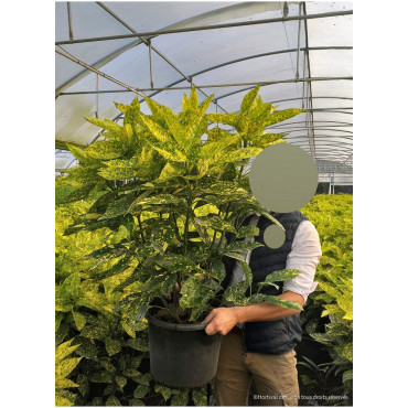 AUCUBA japonica CROTONIFOLIA (Aucuba à feuilles de croton) Pot de 4-5 litres