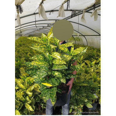 AUCUBA japonica CROTONIFOLIA (Aucuba à feuilles de croton) - Pot de 7-10 litres