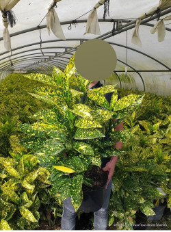 AUCUBA japonica CROTONIFOLIA En pot de 7-10 litres buisson hauteur 040-050 cm