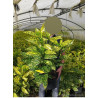 AUCUBA japonica CROTONIFOLIA (Aucuba à feuilles de croton) - Pot de 7-10 litres