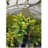 AUCUBA japonica CROTONIFOLIA En pot de 7-10 litres buisson hauteur 040-050 cm