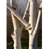 BETULA utilis (Bouleau de l'Himalaya)