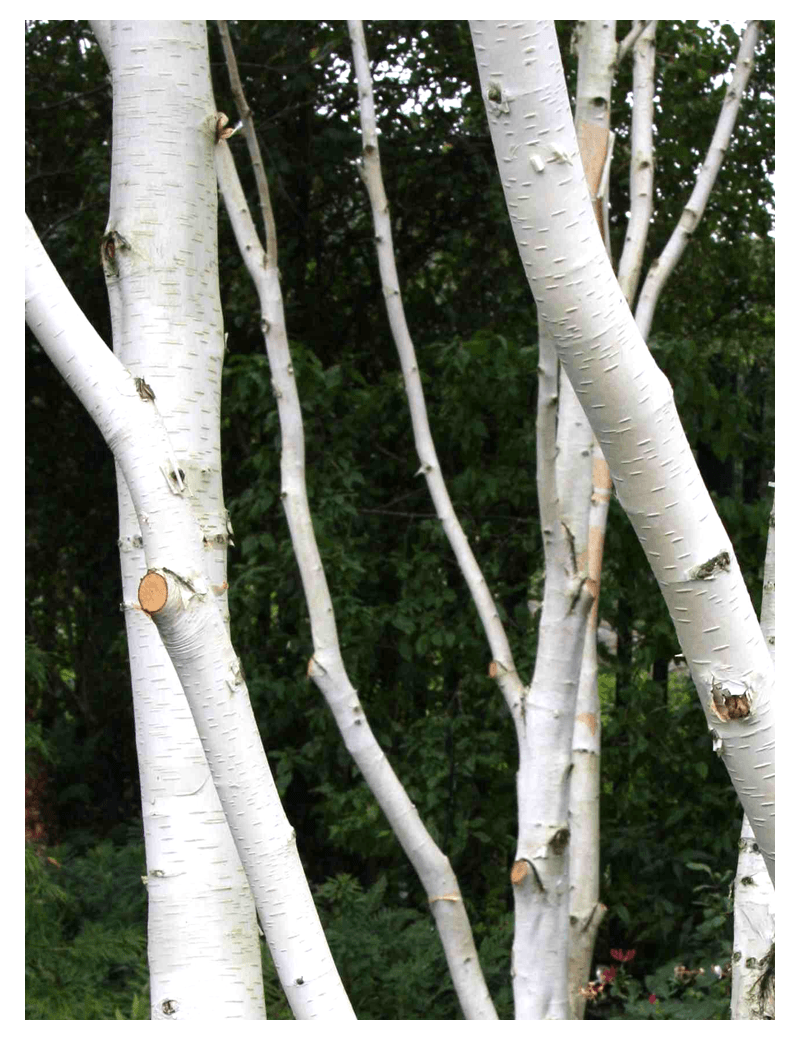 BETULA utilis (Bouleau de l'Himalaya)