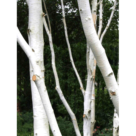 BETULA utilis (Bouleau de l'Himalaya)