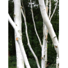 BETULA utilis (Bouleau de l'Himalaya)