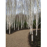 BETULA utilis (Bouleau de l'Himalaya)