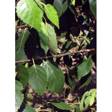 BETULA utilis (Bouleau de l'Himalaya)