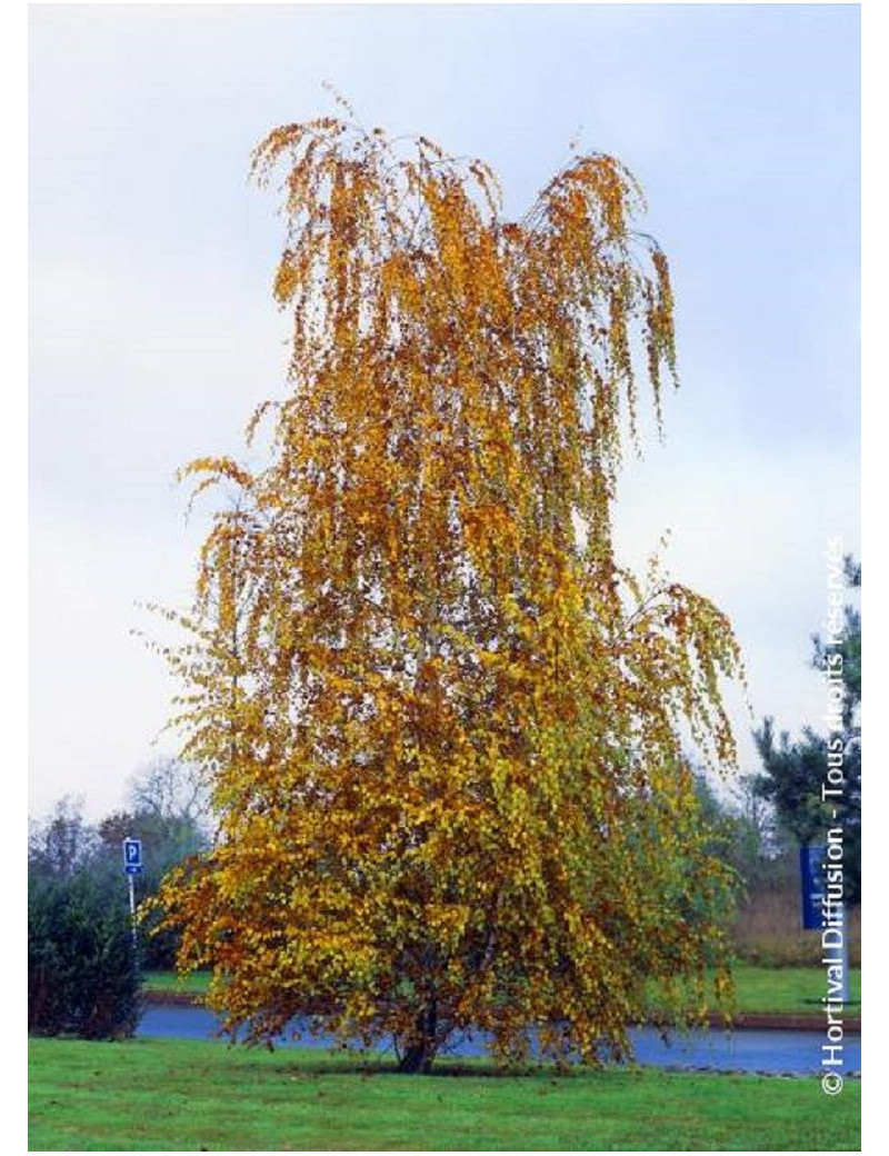 BETULA verrucosa ou pendula (Bouleau blanc, bouleau commun, bouleau verruqueux)