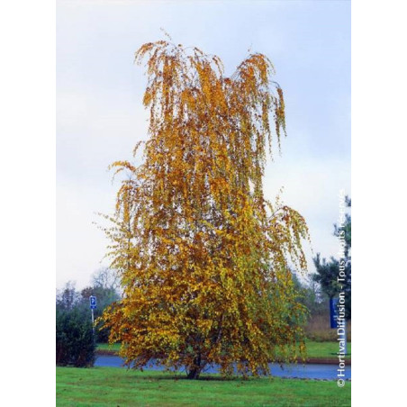 BETULA verrucosa ou pendula (Bouleau blanc, bouleau commun, bouleau verruqueux)