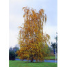 BETULA verrucosa ou pendula