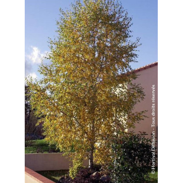 BETULA verrucosa ou pendula (Bouleau blanc, bouleau commun, bouleau verruqueux)