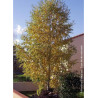 BETULA verrucosa ou pendula (Bouleau blanc, bouleau commun, bouleau verruqueux)