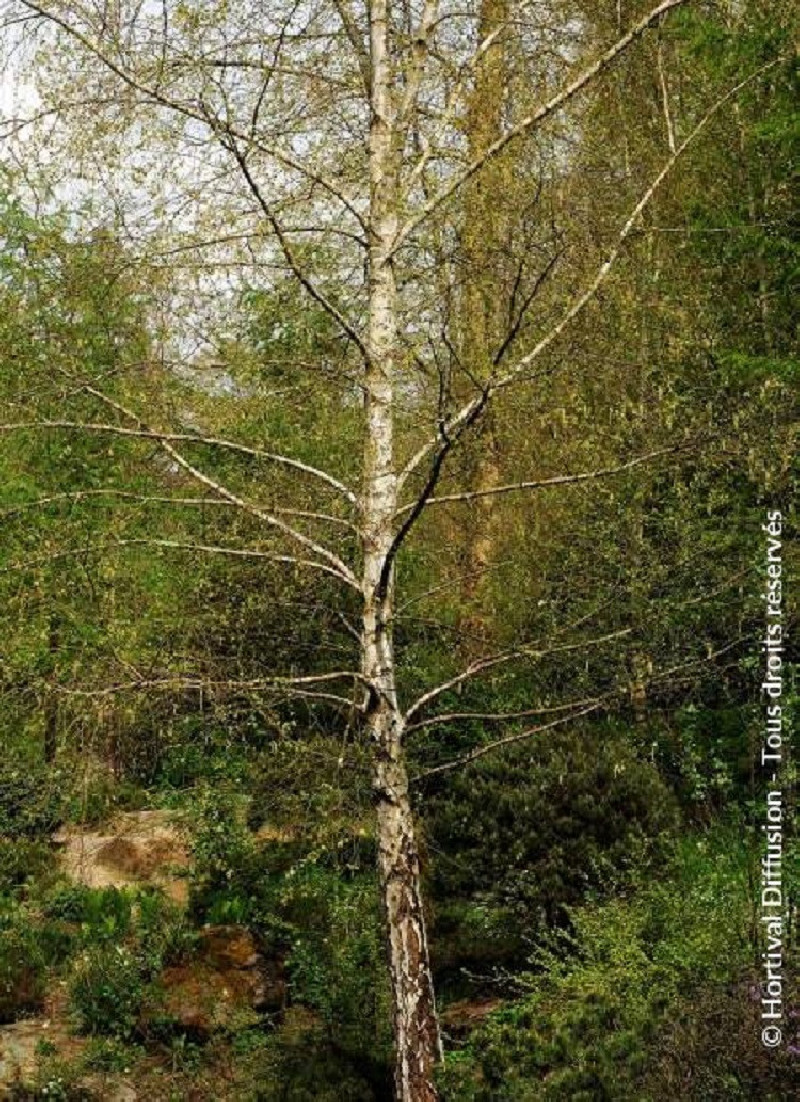 Betula verrucosa ou pendula Bouleau blanc commun, arbre à croissance — free download
