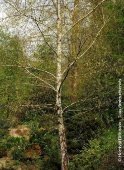 BETULA verrucosa ou pendula