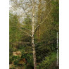 BETULA verrucosa ou pendula (Bouleau blanc, bouleau commun, bouleau verruqueux)