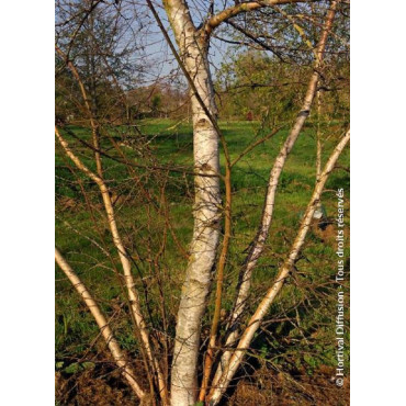 BETULA verrucosa ou pendula (Bouleau blanc, bouleau commun, bouleau verruqueux)