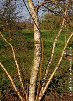 BETULA verrucosa ou pendula