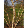 BETULA verrucosa ou pendula (Bouleau blanc, bouleau commun, bouleau verruqueux)