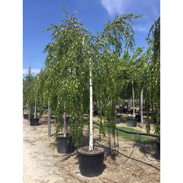 BETULA verrucosa YOUNGII (Bouleau pleureur) En pot forme tige hauteur du tronc 180-200 cm